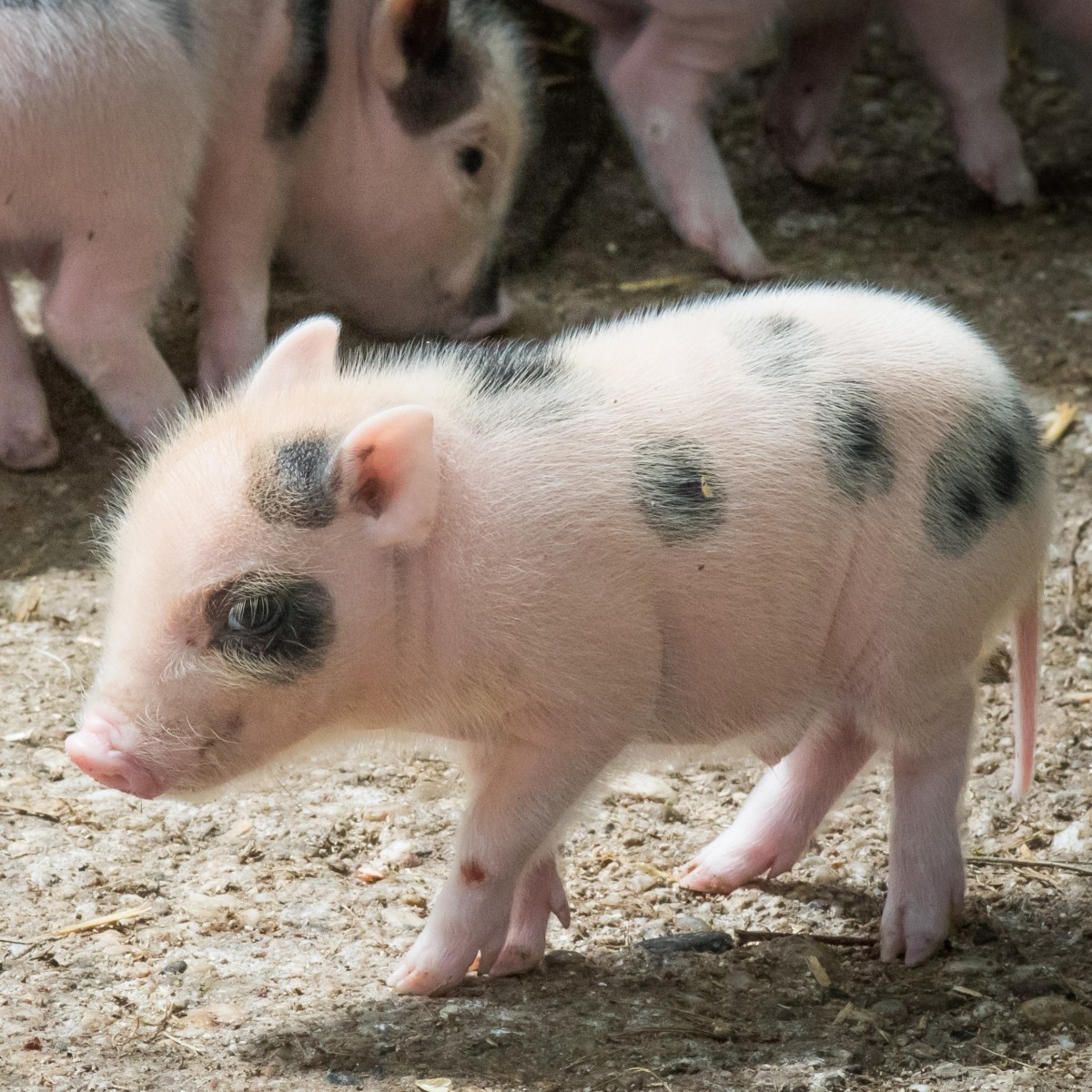 T rpemalacok sz lettek a debreceni llatkertben