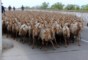 Kihajtási ünnep - programok