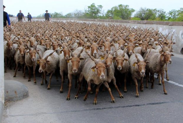 Kihajtási ünnep - programok