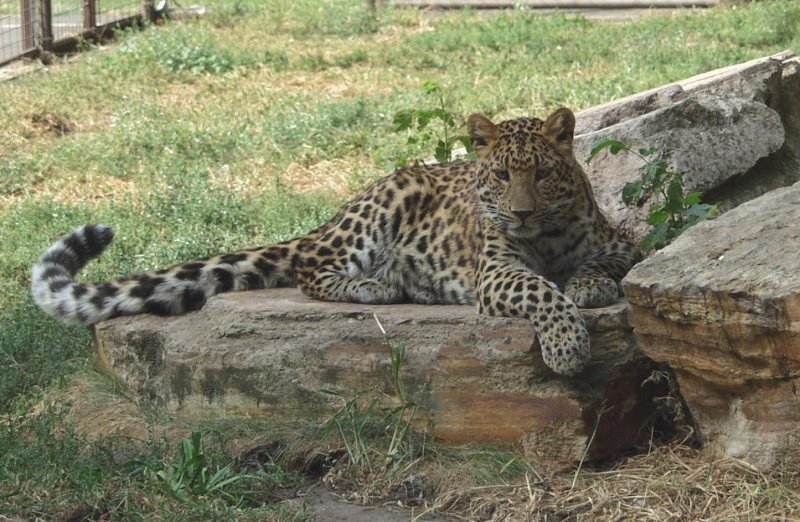 Észak-kínai leopárd nőstény érkezett Debrecenbe