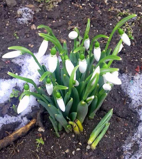 Nyílik a hóvirág Debrecenben