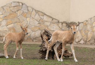 Kardszarvú antilop született a debreceni állatkertben