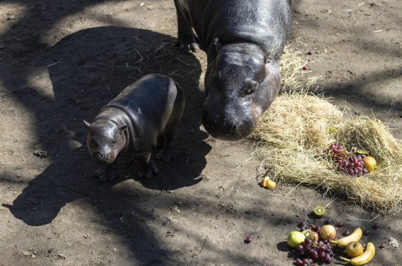 Gerzson, a héthetes törpe víziló (Choeropsis liberiensis) anyjával a Nyíregyházi Állatpark kifutójában 2022. április 13-án. A tenyészpár - Broutille, a 23 éves nőstény és Hamlet, a 15 éves hím - az Európai Fajmegőrzési Program keretében negyedik alkalommal hozott utódot a világra. MTI/Balázs Attila