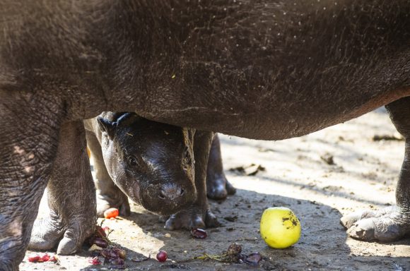 Gerzson, a héthetes törpe víziló (Choeropsis liberiensis) anyjával a Nyíregyházi Állatpark kifutójában 2022. április 13-án. A tenyészpár - Broutille, a 23 éves nőstény és Hamlet, a 15 éves hím - az Európai Fajmegőrzési Program keretében negyedik alkalommal hozott utódot a világra. MTI/Balázs Attila