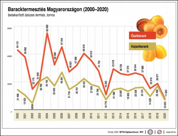 Baracktermesztés Magyarországon 2000-2020 között. Grafika:MTI