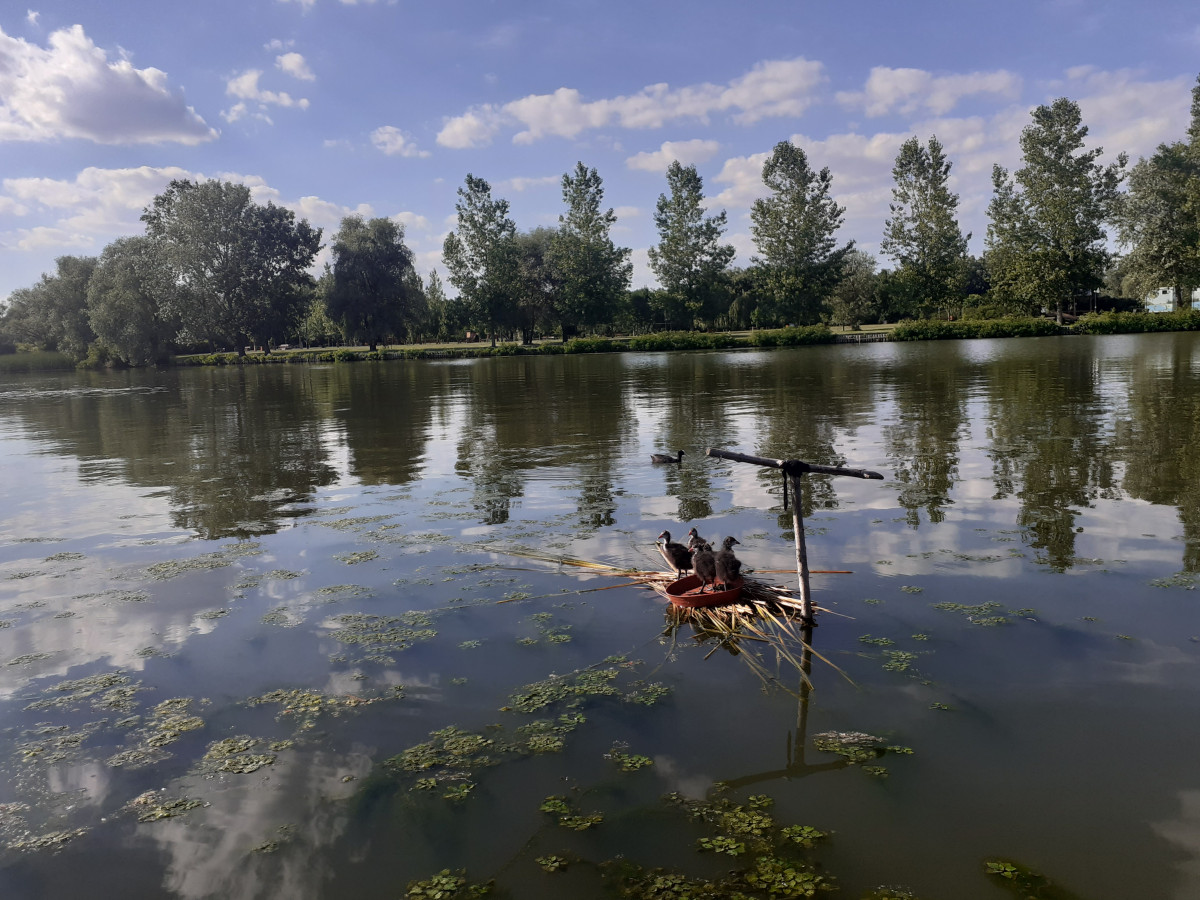 Bakcsó a Tisza-tavon