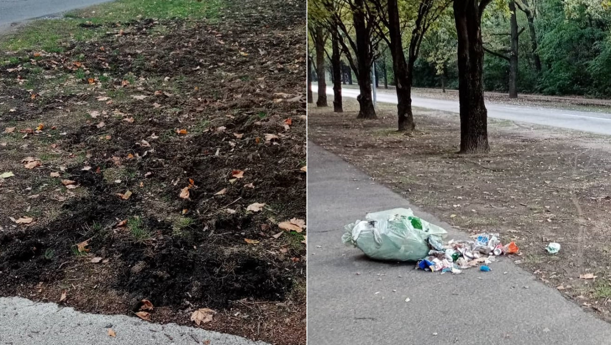 Vaddisznótúrás Debrecenben a Nagyerdei körúton