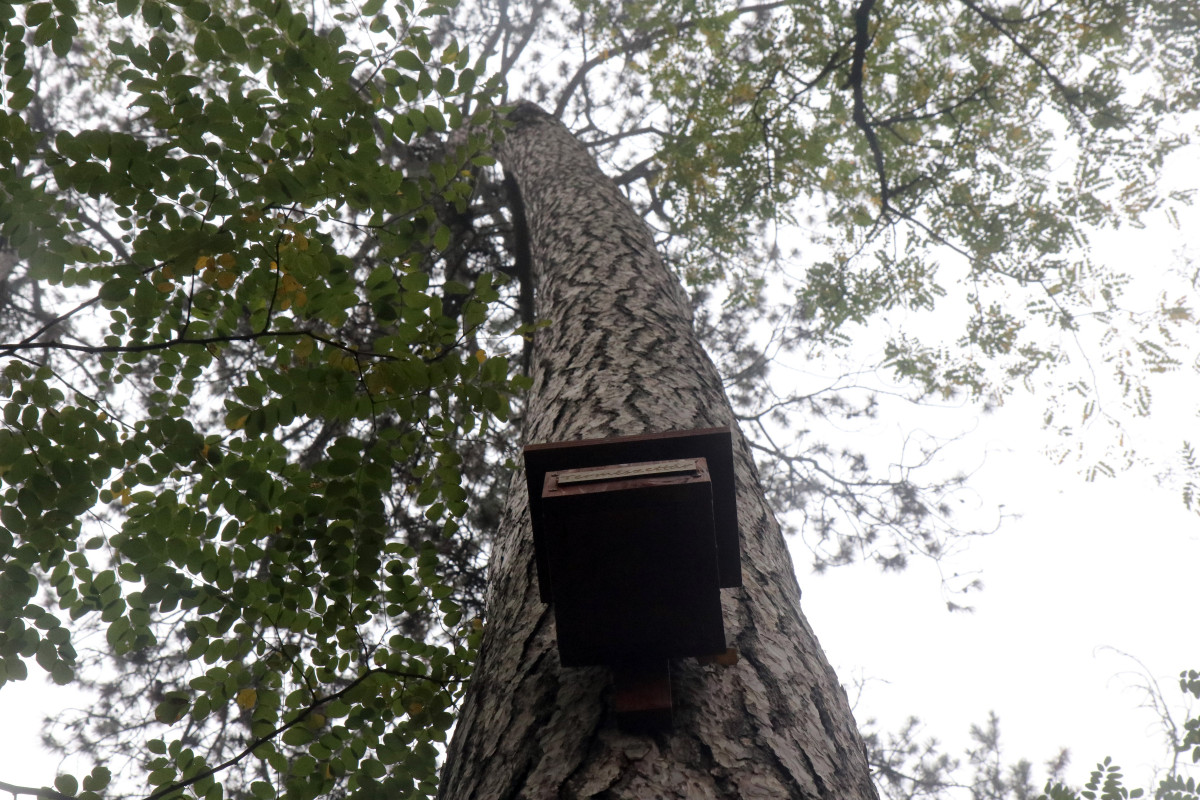 Madárlakópark-sétányt adtak át a debreceni Nagyerdőben