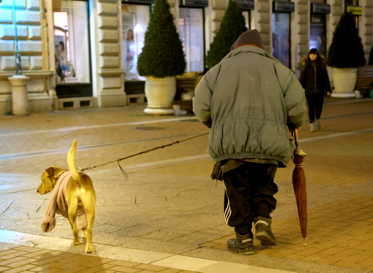 Szeged, hajléktalan, kutya, szegénység