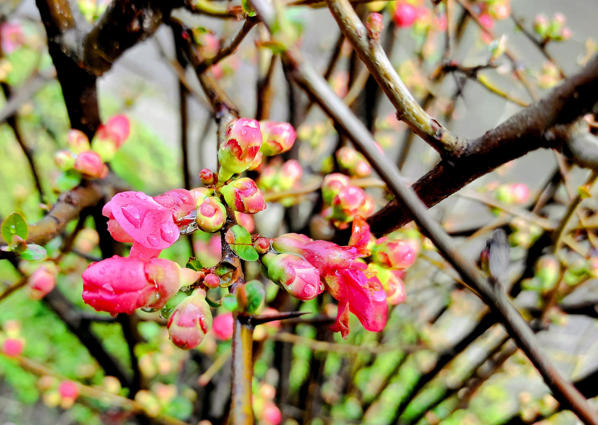 japánbirs, virág, tél, tavasz, természet