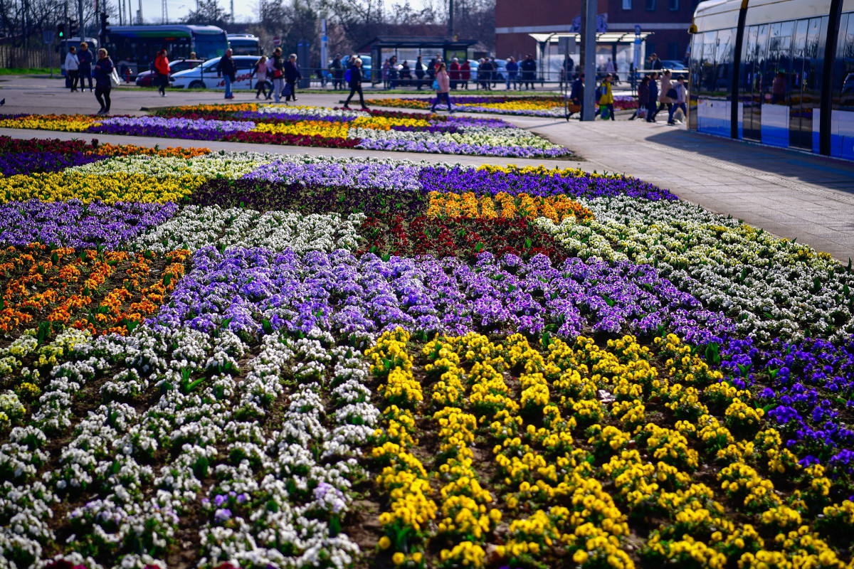 Tavaszi virágok Debrecenben