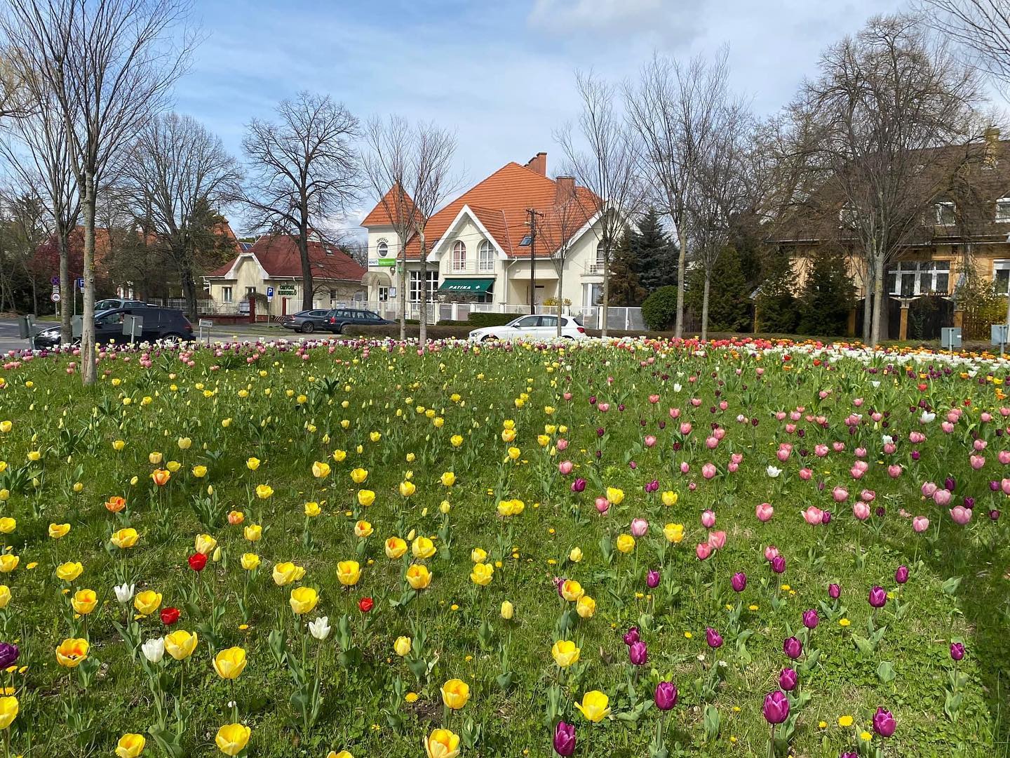 Tulipánok virágoznak a Bartók Béla úti körforgalomban Debrecenben