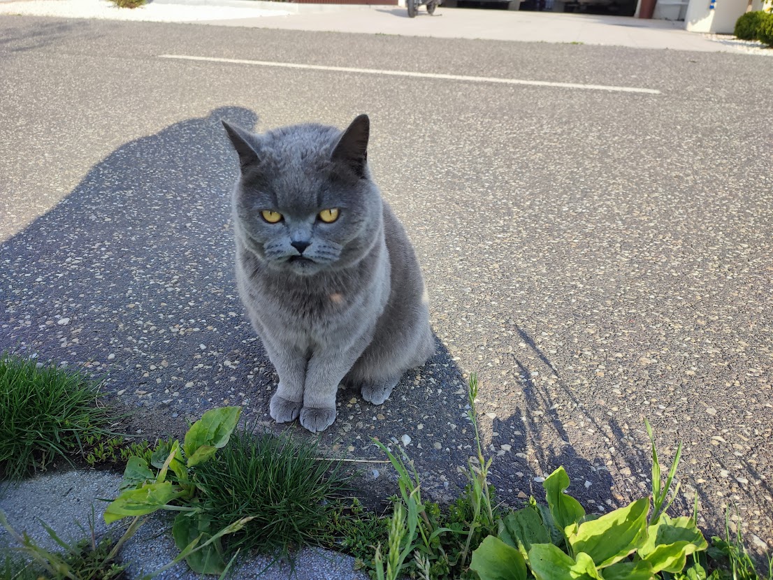 Grumpy Cat magyar rokona ellenőrizte az alsójózsai faültetést