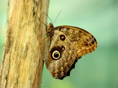 Szeged, lepke, Füvészkert, lepkeház, természet, turizmus, látnivaló