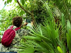 Szeged, lepke, Füvészkert, lepkeház, természet, turizmus, látnivaló