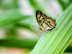 Szeged, lepke, Füvészkert, lepkeház, természet, turizmus, látnivaló