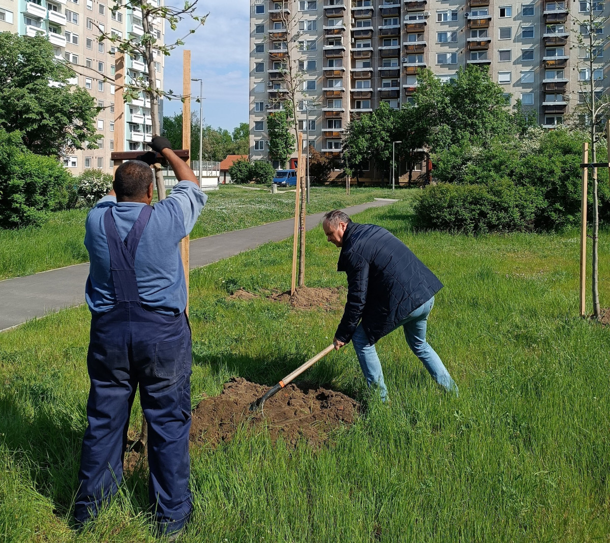 Csaholczi Attila debreceni önkormányzati képviselő fát ültet az István úton május 5-én