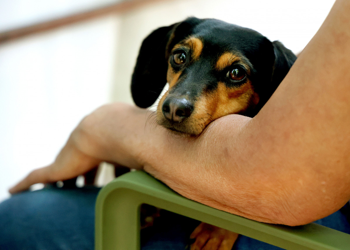 Szeged, tacskó, kutya, állattartás, terápiás kutya