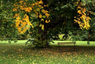 Szeged, ősz, időjárás, október, természet