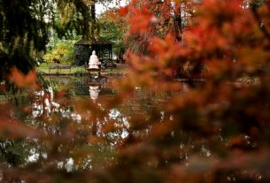 Szeged, momiji, japán, juhar, Füvészkert, japánkert, ősz, természet, időjárás