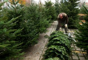 Szeged, fenyővásár, fenyő, Mars téri piac, karácsony