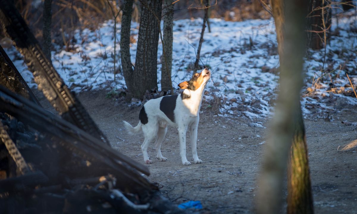 Lucky debreceni árva kutyus