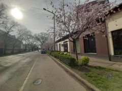 Virágzó fák Debrecenben