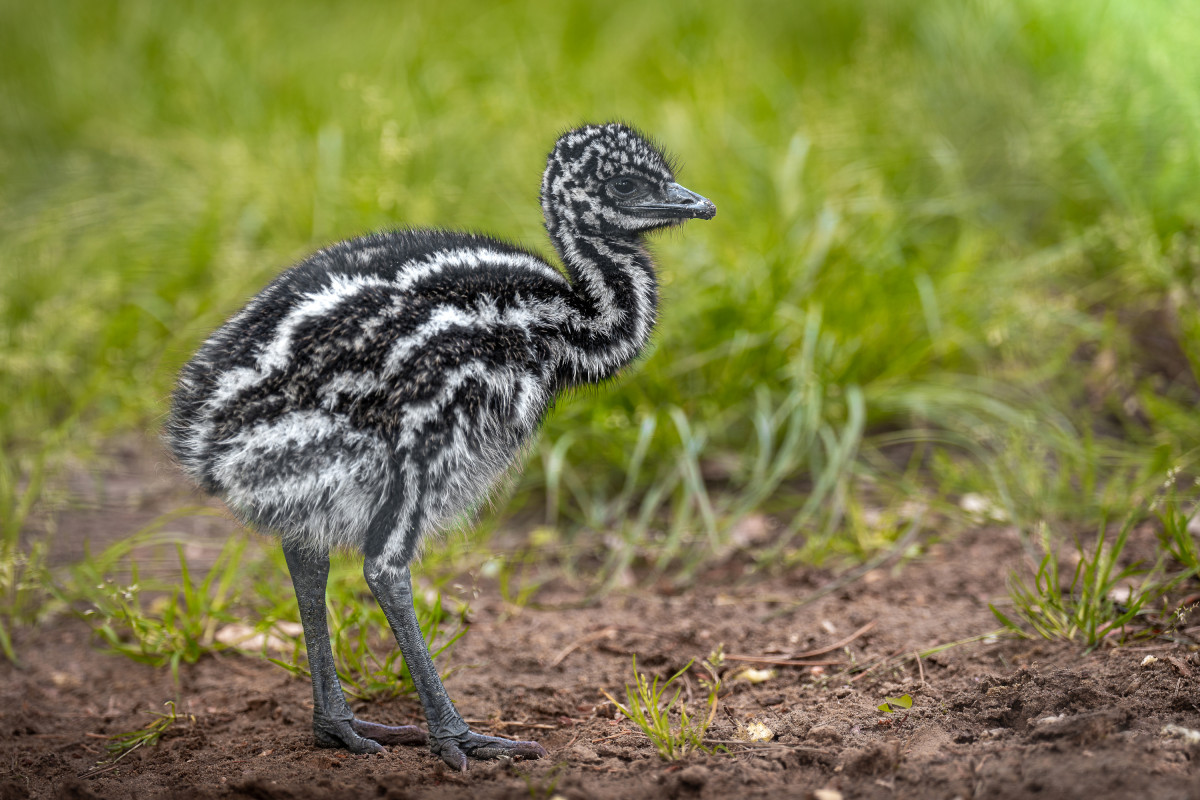 Emu a debreceni állatkertben