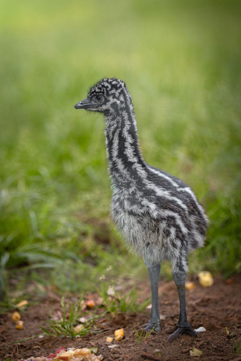 Emu a debreceni állatkertben