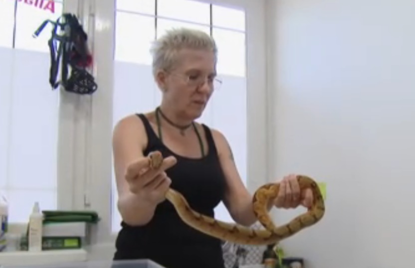 Óriáskígyó Berettyóújfaluban