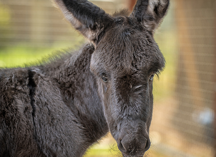 Ismét szamárcsikó született a Zoo Debrecenben, el is lehet nevezni!