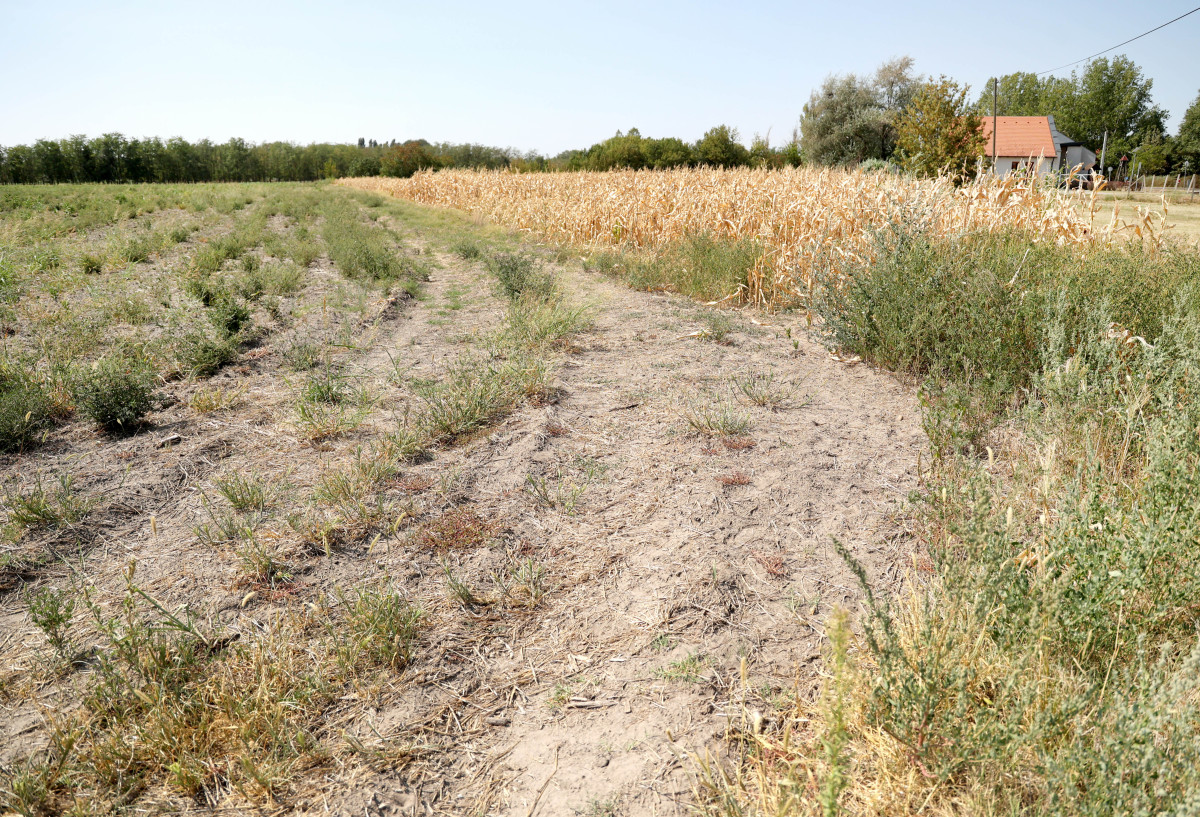 Mórahalom, aszály, Alföld, Homokhátság, kiszáradt, kukorica, föld, mezőgazdaság, klíma, természet