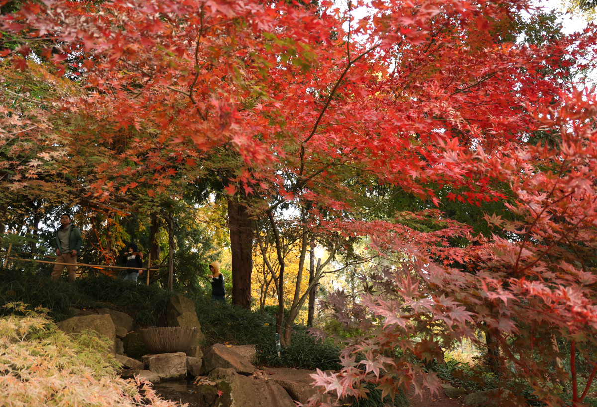 Szeged, Füvészkert, momiji, ősz, színek, japán kert, természet