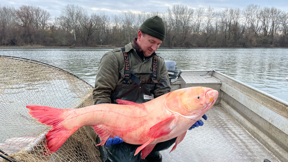 Pettyes busát fogtak a Tisza-tavi halászok
