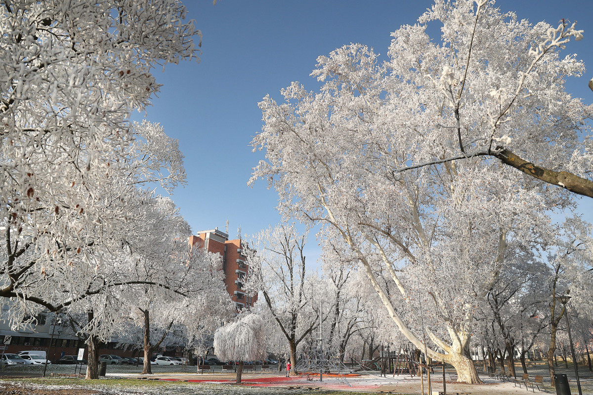Szeged, zúzmara, tél, időjárás, január, hideg, fagy