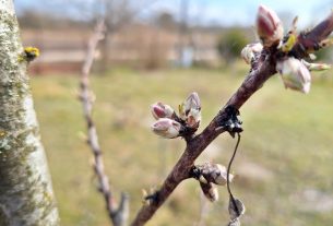 Szeged, gyümölcsfa, rügyfakadás, virágzás, március, tavasz