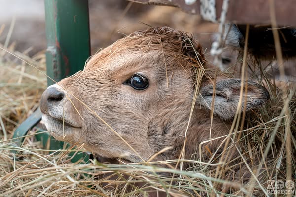 Szürkemarha borjak születtek a debreceni állatkertben