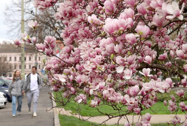 Szeged, virág, virágzik, Széchenyi tér, magnólia, magnólia fa, természet, tavasz, március, virág
