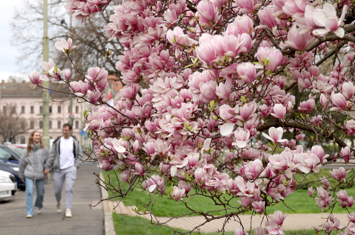 Szeged, virág, virágzik, Széchenyi tér, magnólia, magnólia fa, természet, tavasz, március, virág