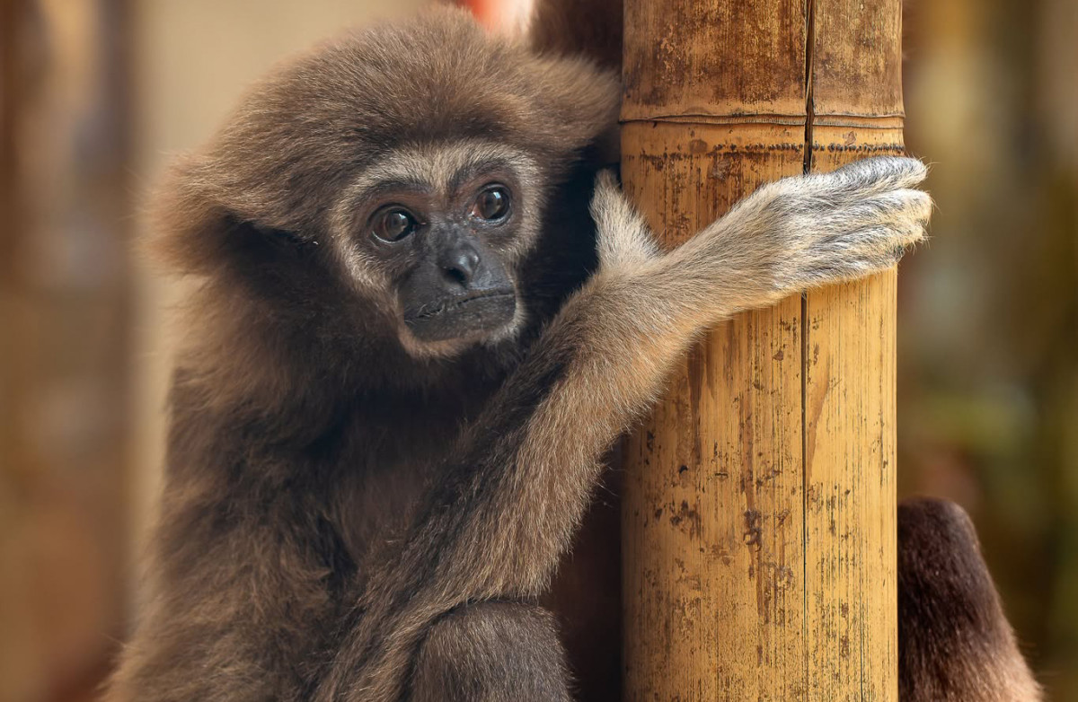 Feleséget kapott Kópé, a debreceni fehérkezű gibbon