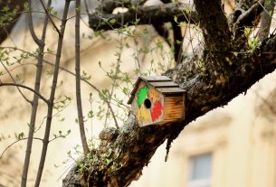 Szeged, madáretető, Stefánia