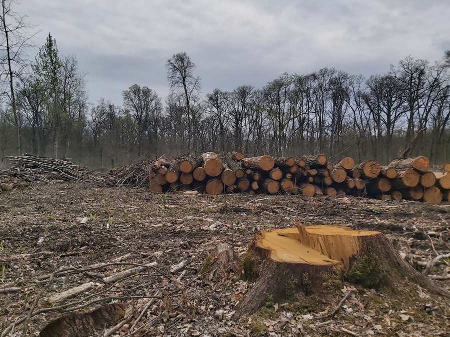 Tarvágást végeztek a Bátorliget melletti Fényi-erdőben