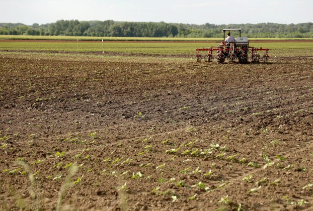 Deszk, mezőgazdaság, traktor, földművelés, föld, termőföld