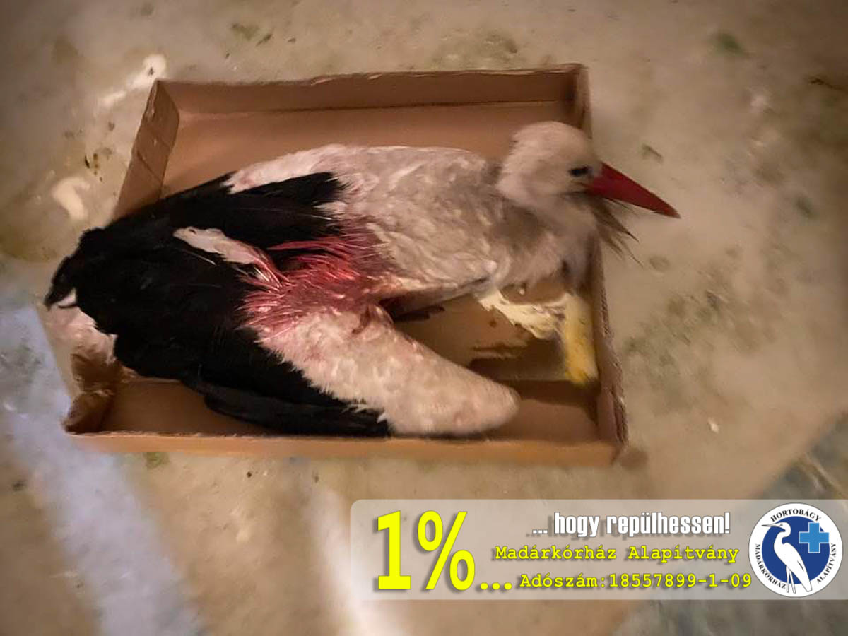 Meglőtt gólya hortobágyi madárkórház