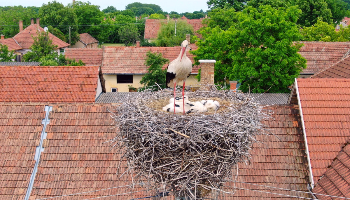 Tizenhat gólyafióka cseperedik Hajdúböszörményben