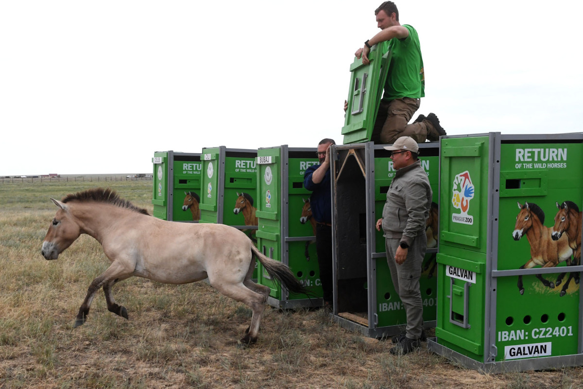 Szabadon engedték a Hortobágyról elszállított vadlovakat