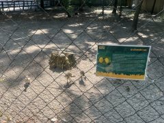 Nandu fiókákkal gyarapodott a debreceni állatkert