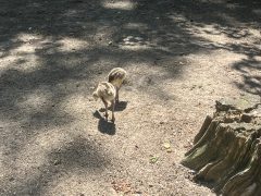Nandu fiókákkal gyarapodott a debreceni állatkert