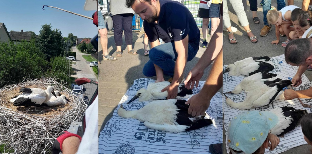 Gólyagyűrűzés Hajdú-Bihar megyében