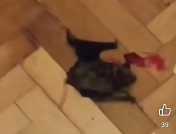 Csonka Mike denevérgyilkos